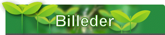 Billeder